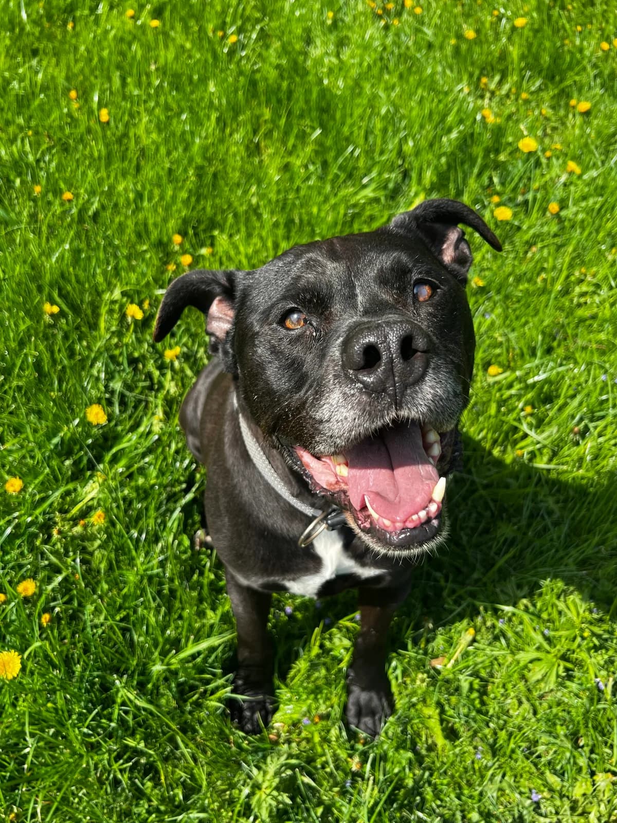 Hank, Schwarz male senior Mixed Breed for adoption at Tierschutzverein Wolfsberg, Wolfsberg