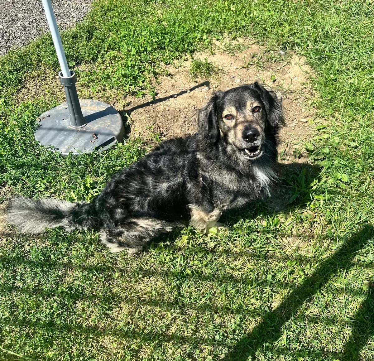 Johnny, tricolor male 7yo Mixed Breed for adoption at Tierschutzverein Wolfsberg, Wolfsberg