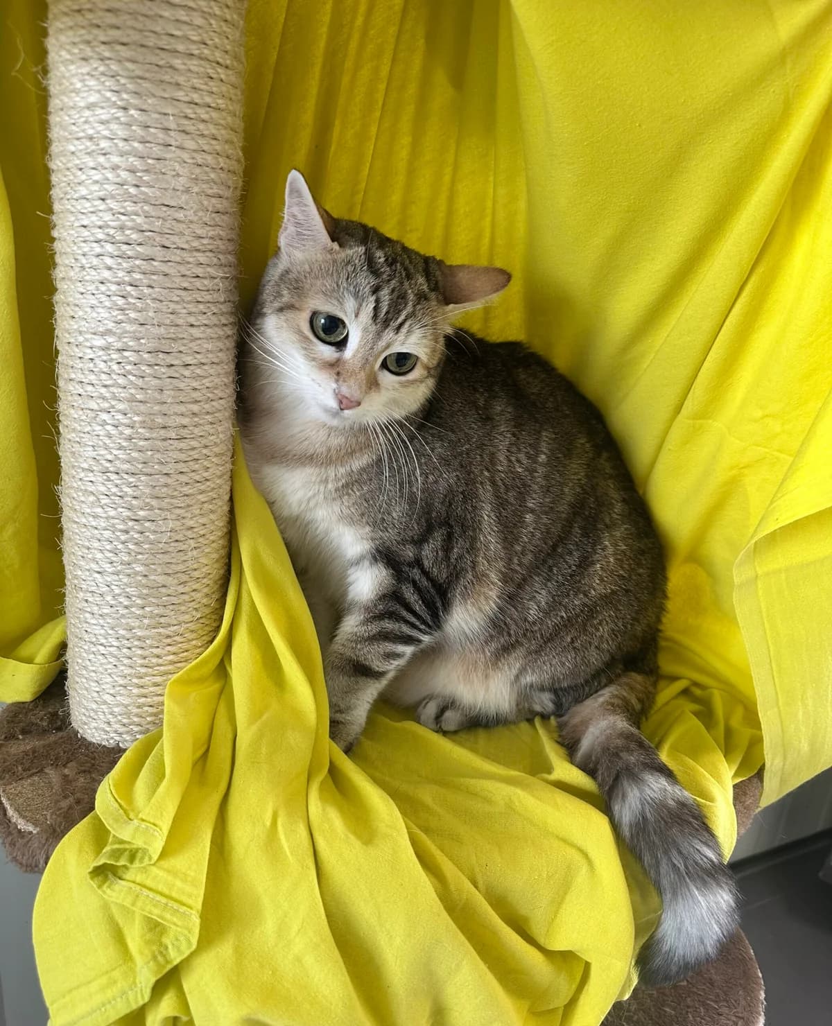Lori, tricolor female 4yo European Shorthair for adoption at Tierschutzverein Wolfsberg, Wolfsberg
