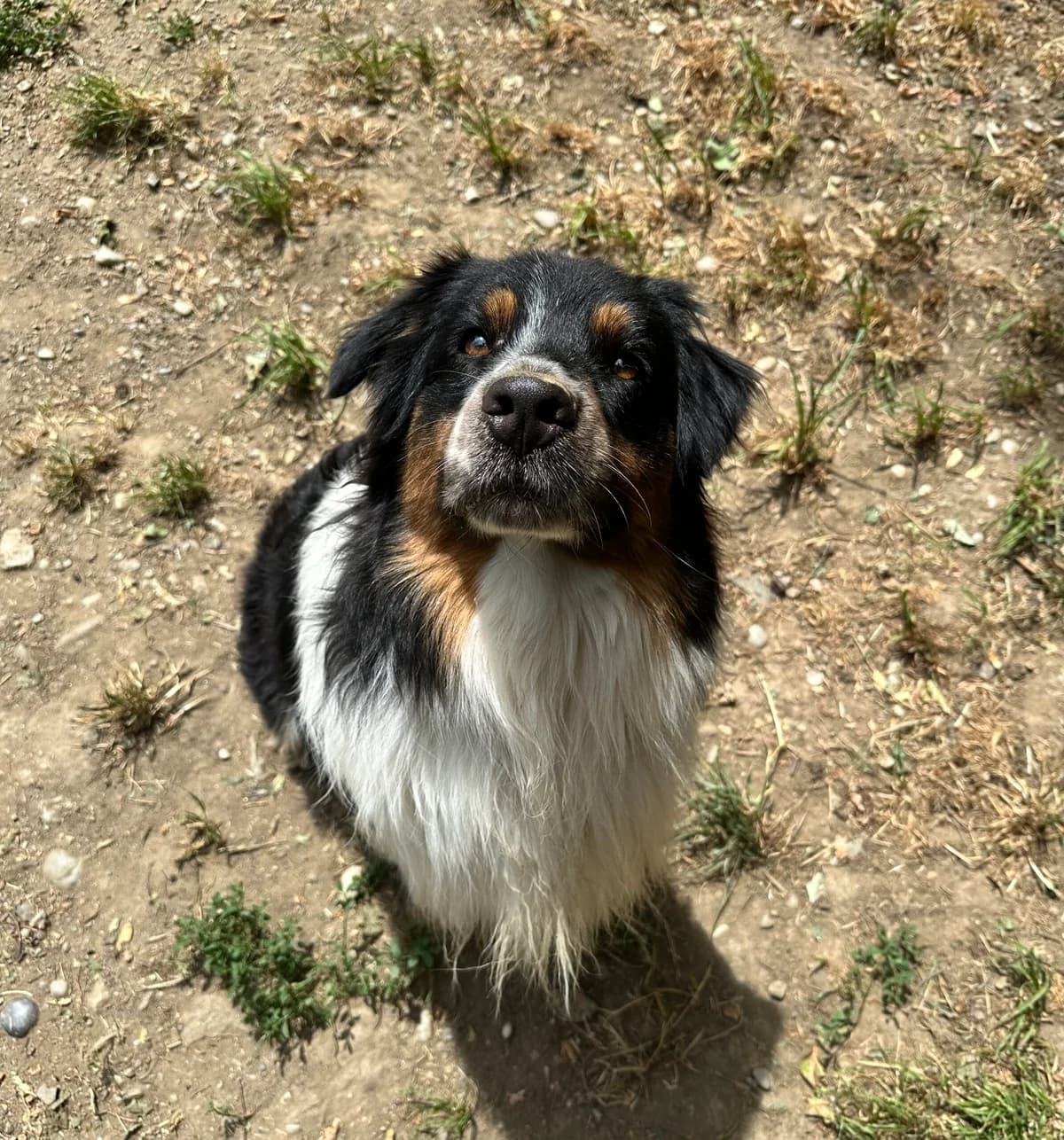 Louis, tricolor male 3yo Australian Shepherd for adoption at Tierschutzverein Wolfsberg, Wolfsberg