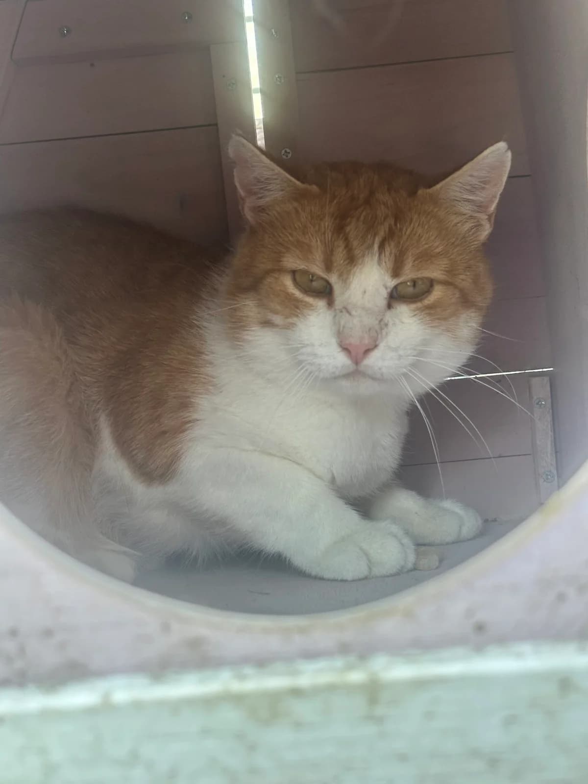 Manfred, rot-weiß male 3yo European Shorthair for adoption at Tierschutzverein Wolfsberg, Wolfsberg