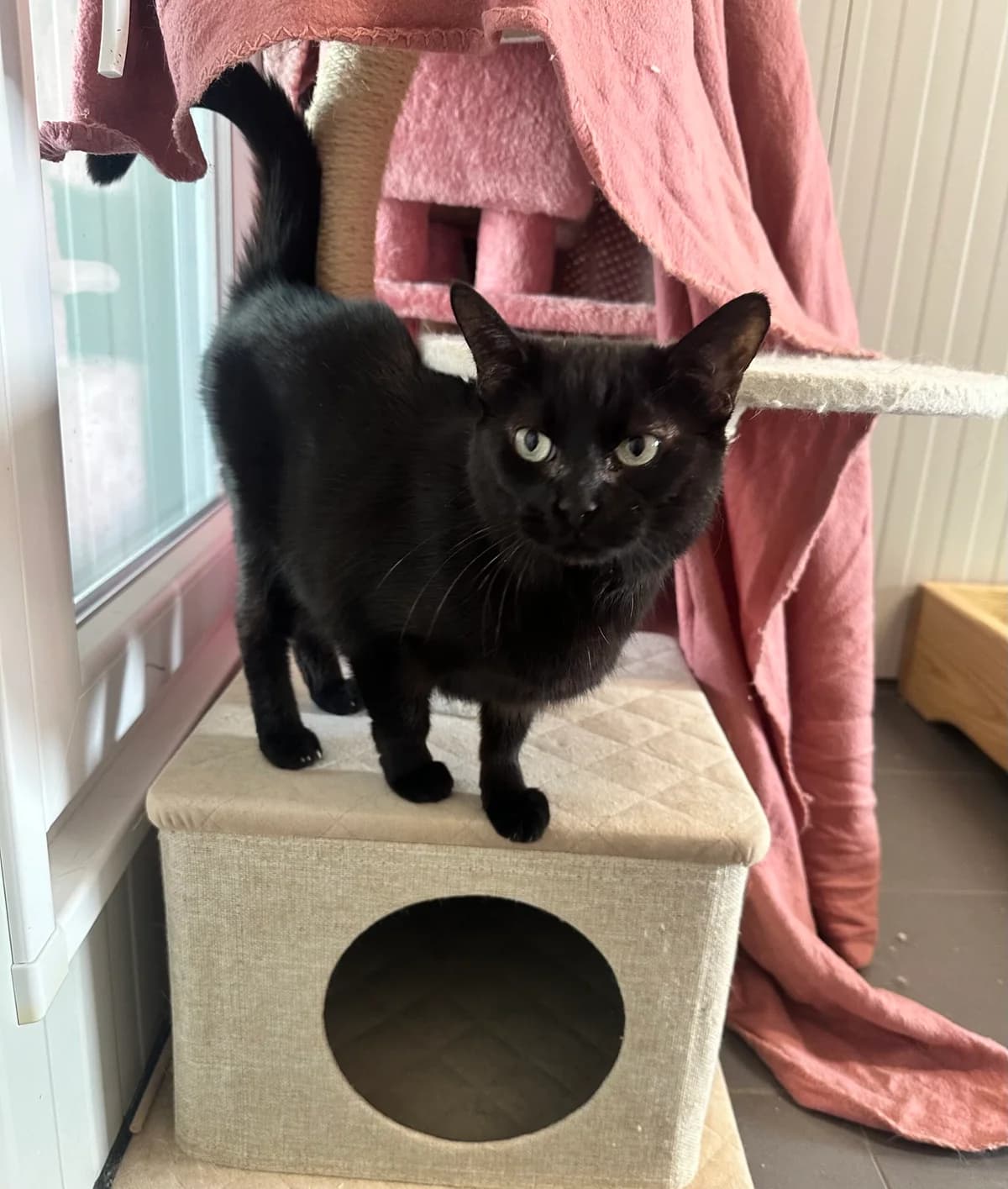 Mietz, schwarz female senior European Shorthair for adoption at Tierschutzverein Wolfsberg, Wolfsberg