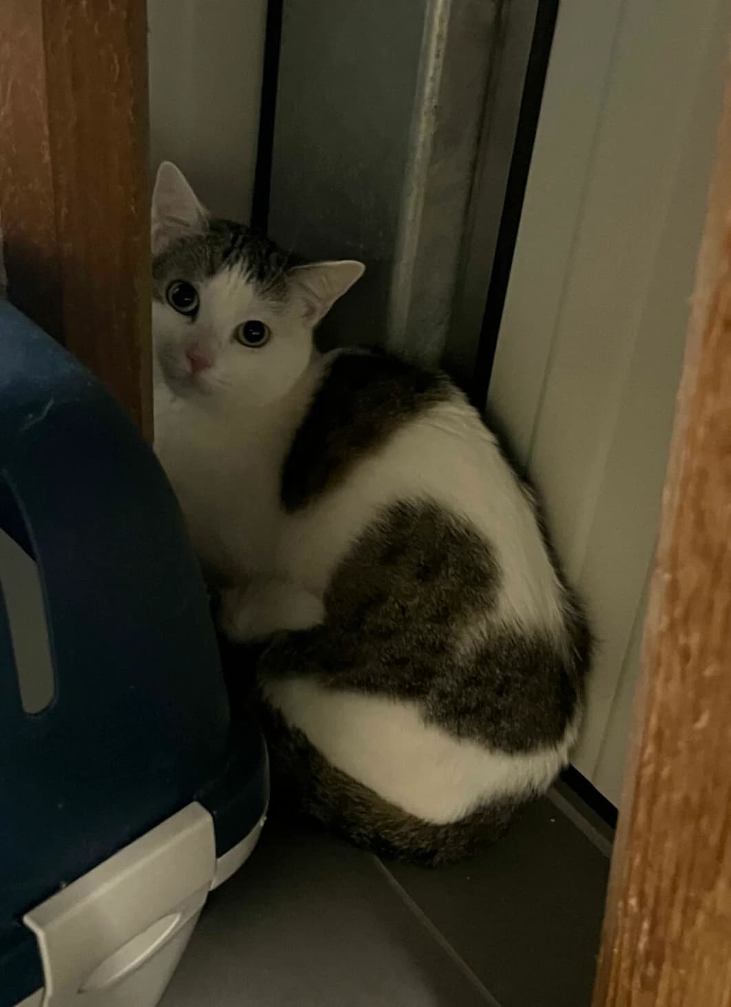 Minun, braun-grau getigert mit weiß female 5yo European Shorthair for adoption at Tierschutzverein Wolfsberg, Wolfsberg
