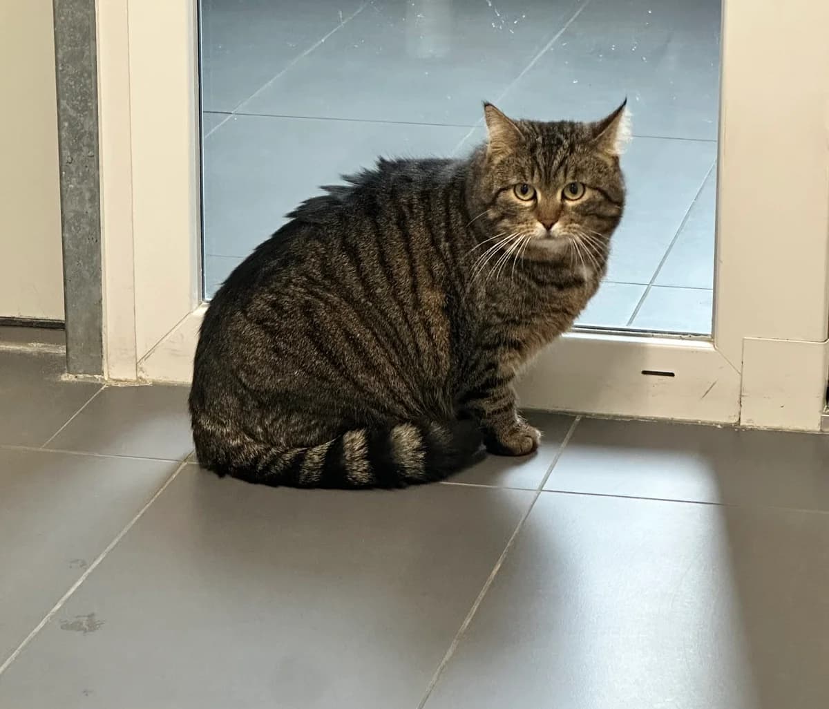 Ossi, grau-weiß getigert mit weißen Brustflleck male European Shorthair for adoption at Tierschutzverein Wolfsberg, Wolfsberg