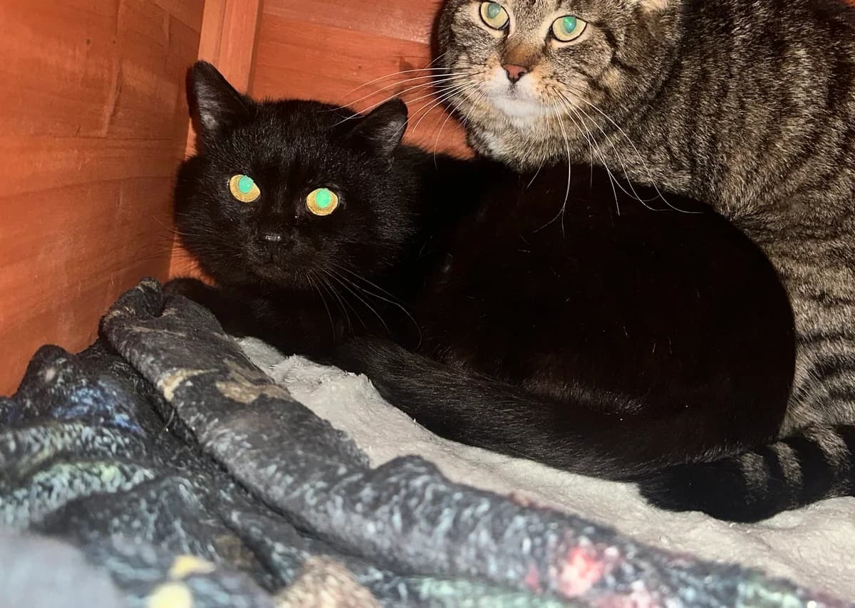 Pizza, schwarz male European Shorthair for adoption at Tierschutzverein Wolfsberg, Wolfsberg