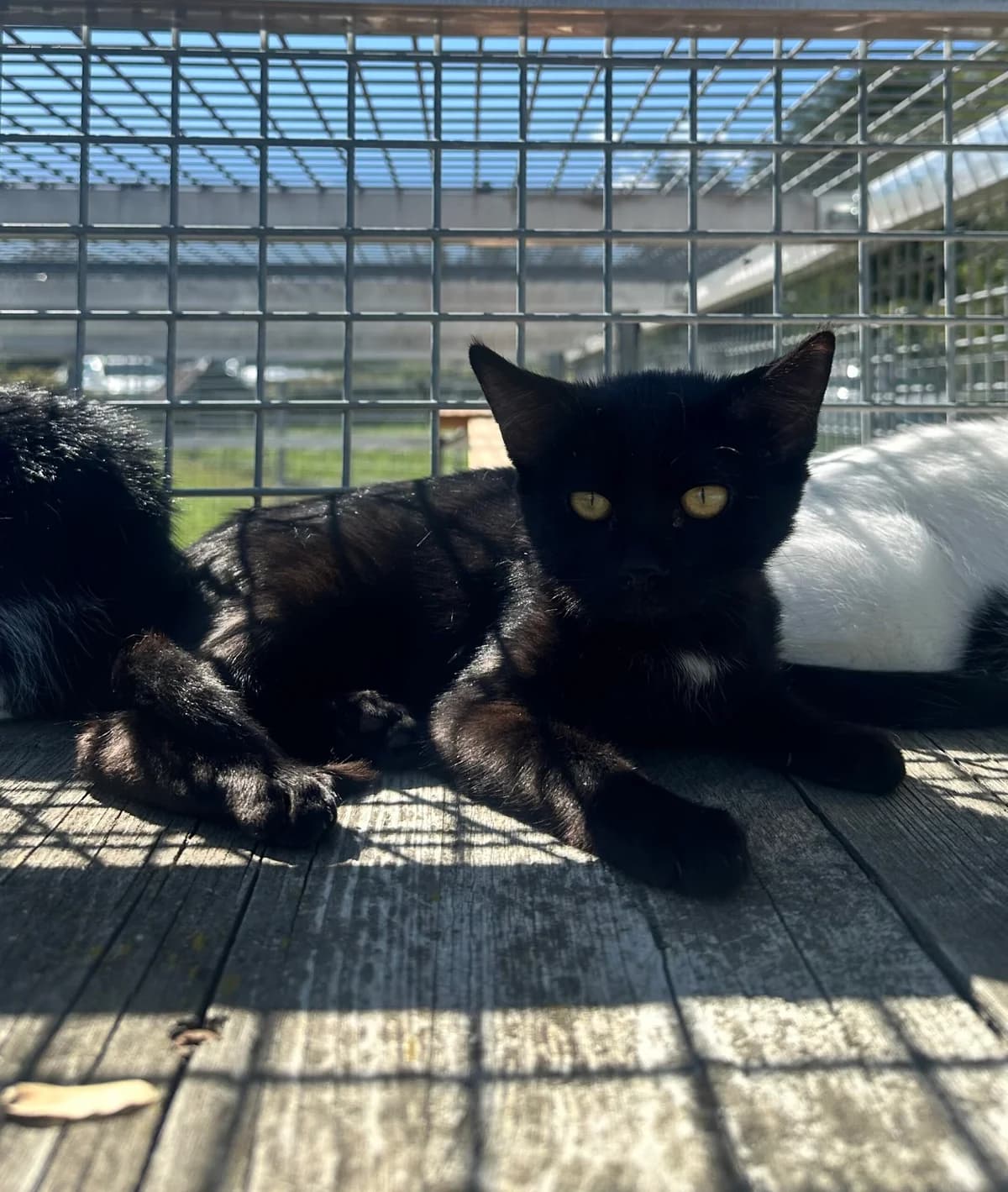 Sally, schwarz mit weißen Brustfleck female puppy European Shorthair for adoption at Tierschutzverein Wolfsberg, Wolfsberg