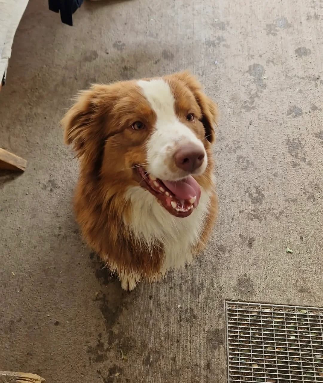 Timmy, braun-weiß male young Australian Shepherd for adoption at Tierschutzverein Wolfsberg, Wolfsberg