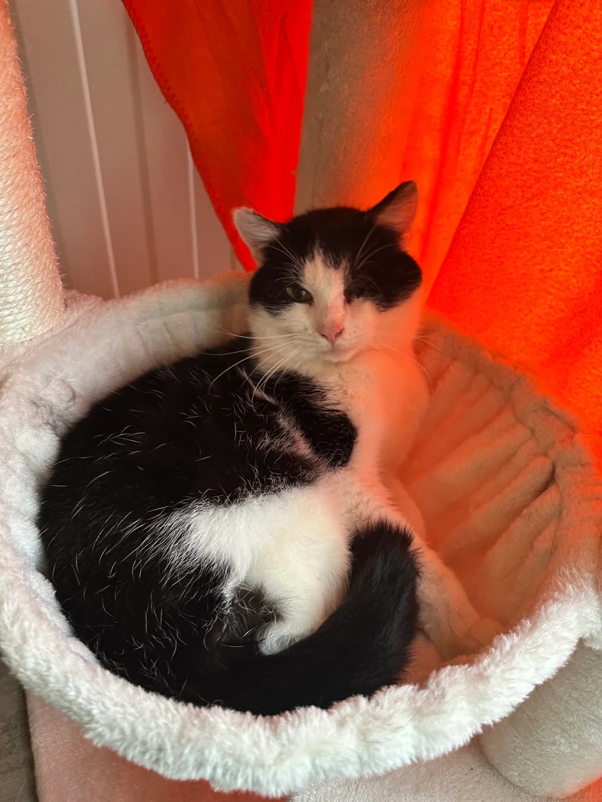 Toast, schwarz-weiß male European Shorthair for adoption at Tierschutzverein Wolfsberg, Wolfsberg