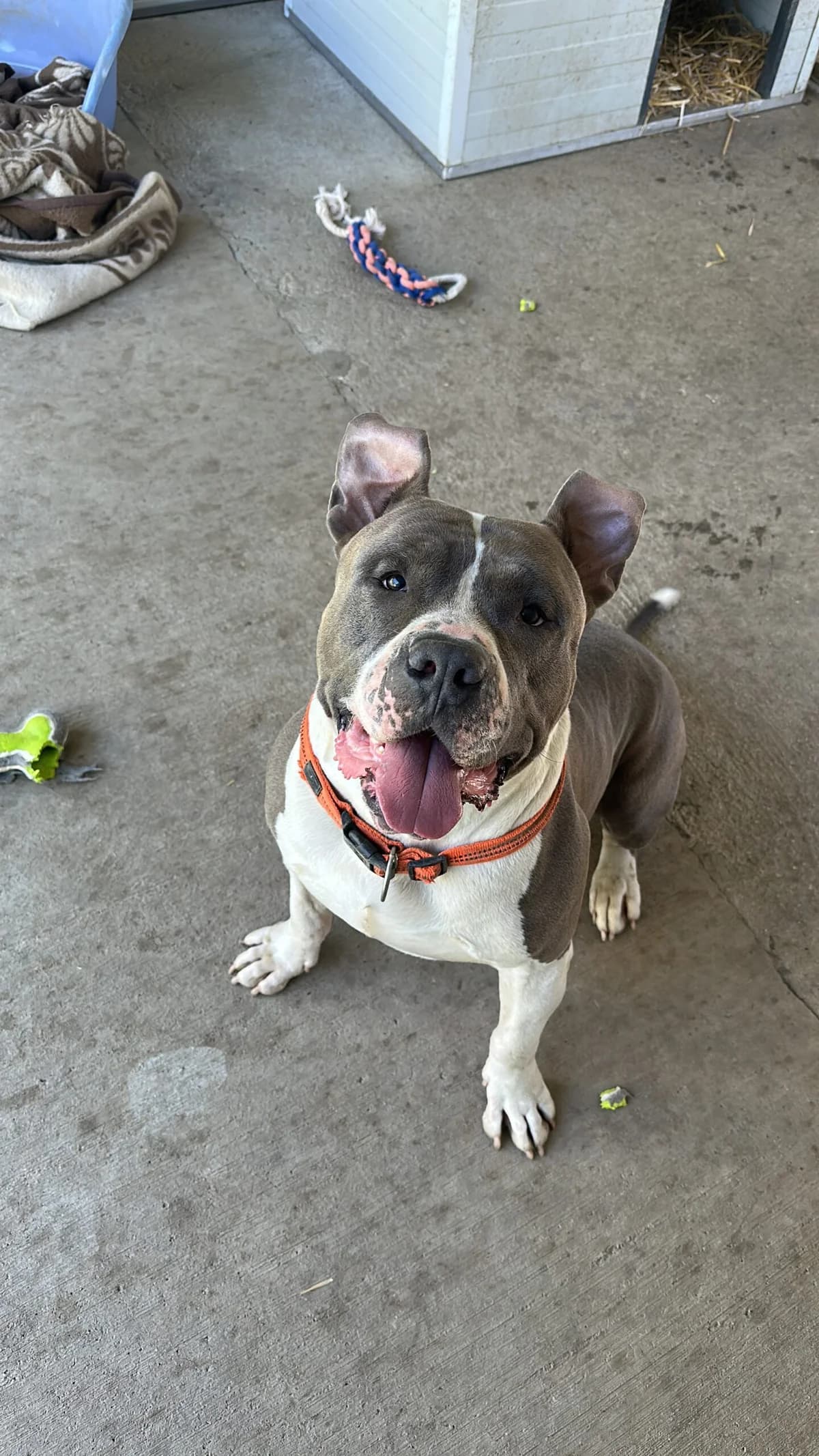 Tyson, grau-weiß male mixed breed for adoption at Tierschutzverein Wolfsberg, Wolfsberg