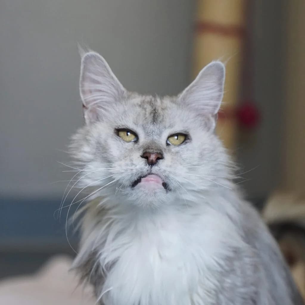Waltraud, female Maine Coon for adoption at TierQuarTier Wien, Vienna