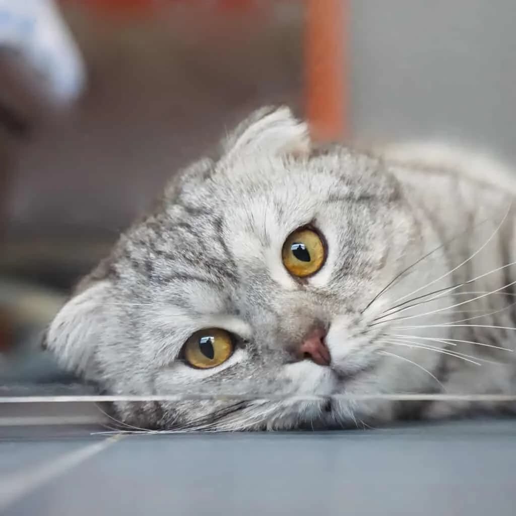 Takeshi, male Scottish Fold for adoption at TierQuarTier Wien, Vienna