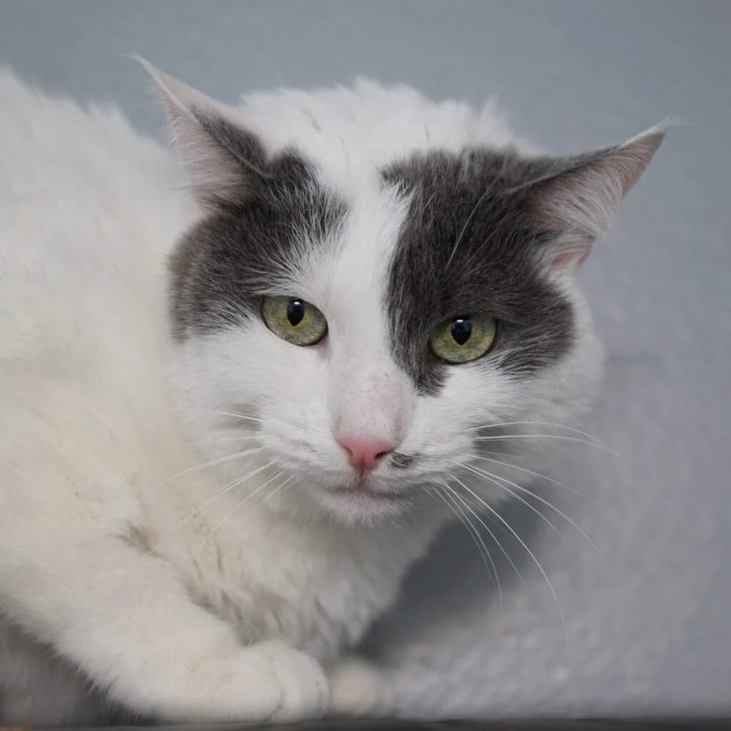 Pünktchen, female mixed breed for adoption at TierQuarTier Wien, Vienna