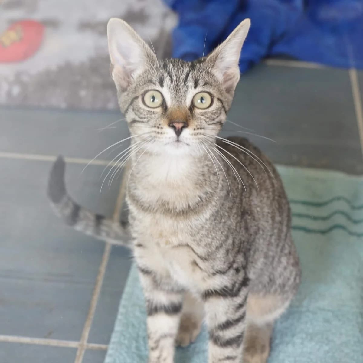 Aloha, female mixed breed for adoption at TierQuarTier Wien, Vienna