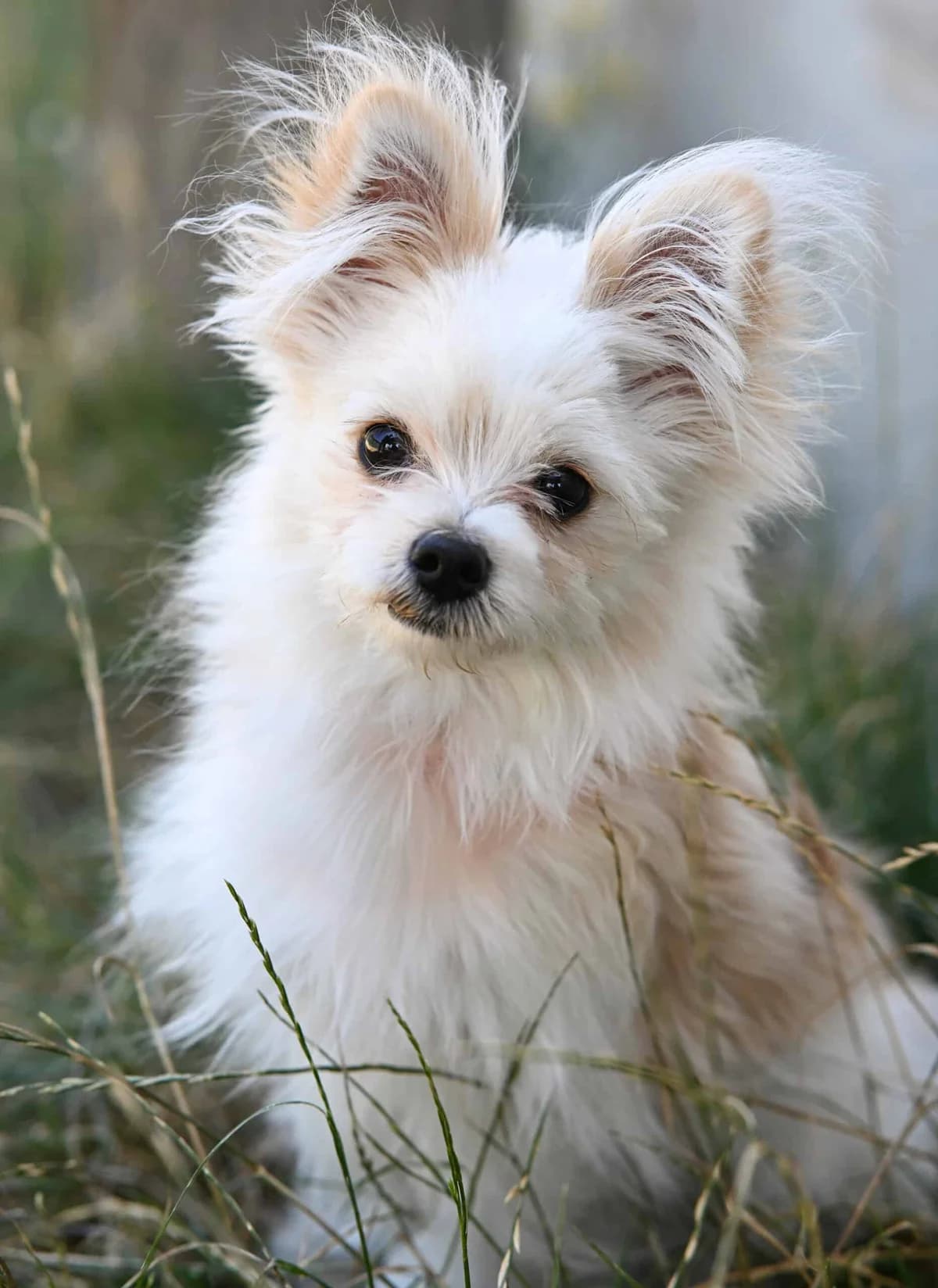 Alvin, Mixed Breed (TierQuarTier Wien)