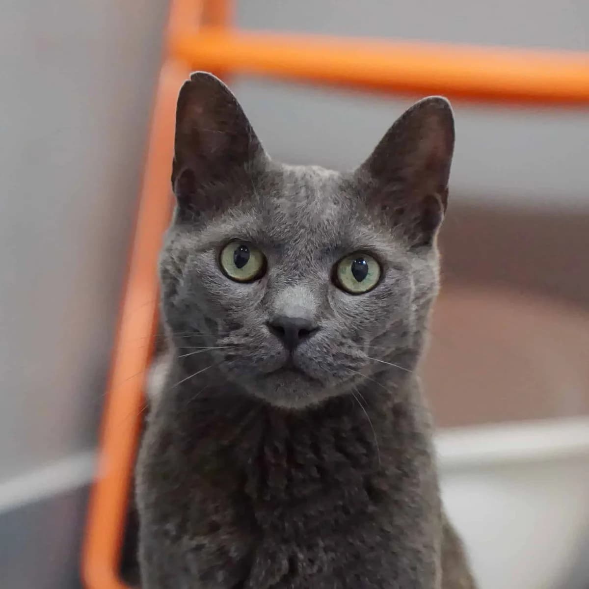 Amigo, Russian Blue (TierQuarTier Wien)