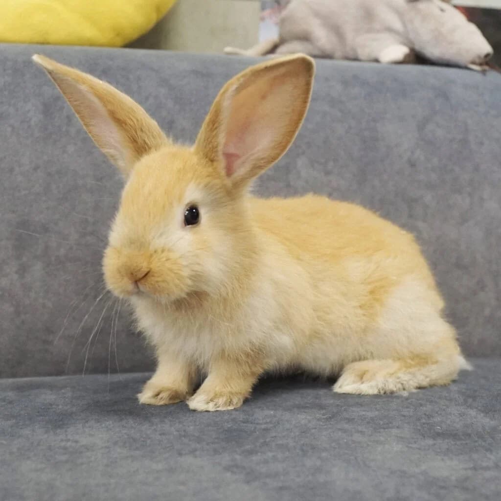 Arabella,  Mixed Breed for adoption at TierQuarTier Wien, Vienna