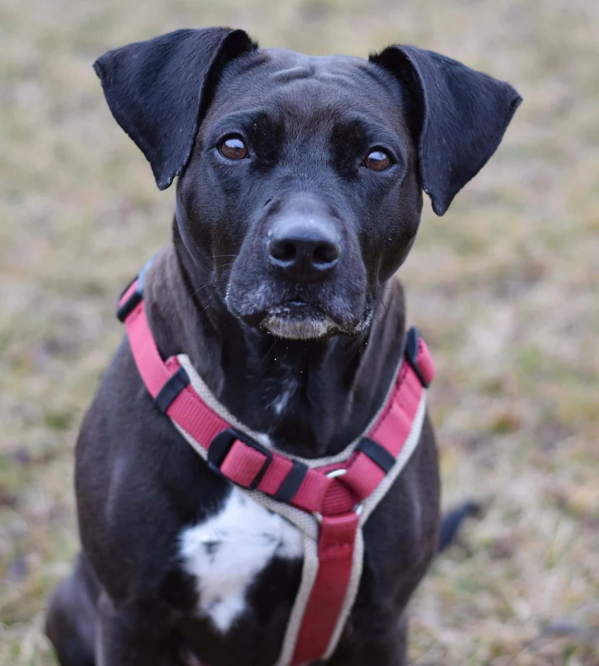 Avani, American Staffordshire Terrier (TierQuarTier Wien)