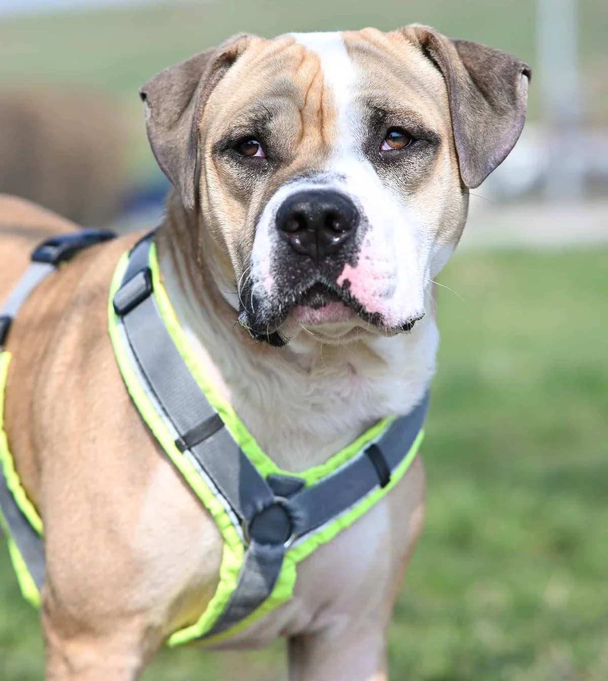Bagel, American Staffordshire Terrier (TierQuarTier Wien)