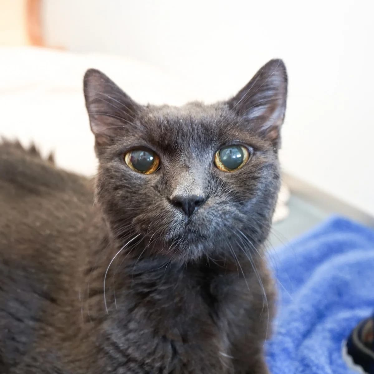 Bettina, female British Shorthair for adoption at TierQuarTier Wien, Vienna