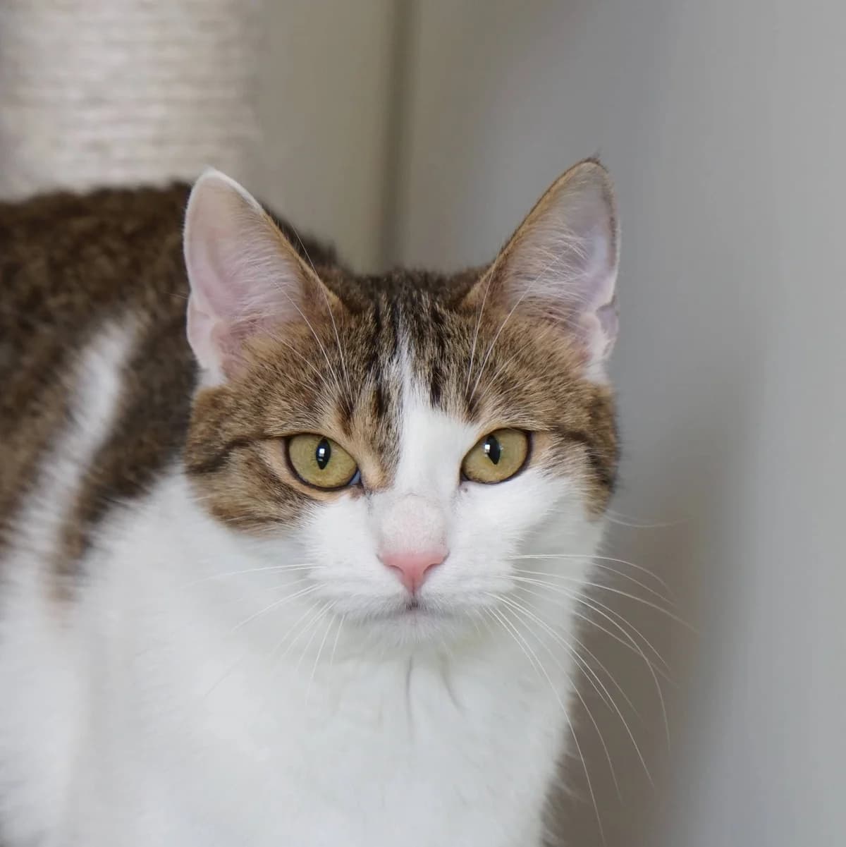 Bibi, female mixed breed for adoption at TierQuarTier Wien, Vienna
