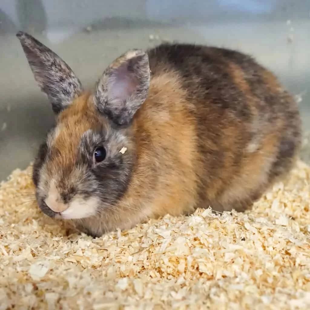 Bill,  Mixed Breed for adoption at TierQuarTier Wien, Vienna