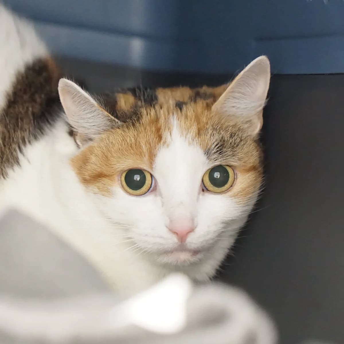 Blanca, female mixed breed for adoption at TierQuarTier Wien, Vienna