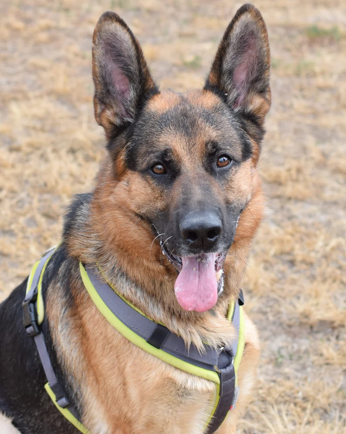 Blitz, male German Shepherd for adoption at TierQuarTier Wien, Vienna