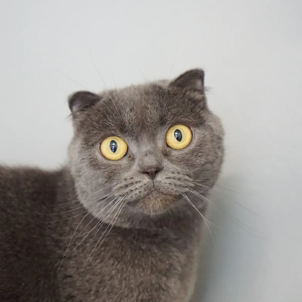 Bonnie, female Scottish Fold for adoption at TierQuarTier Wien, Vienna