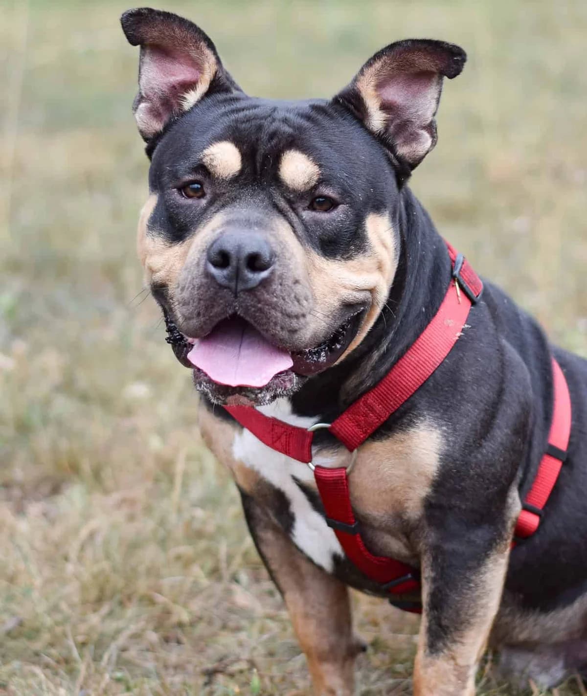 Burli, male Staffordshire Bull Terrier for adoption at TierQuarTier Wien, Vienna