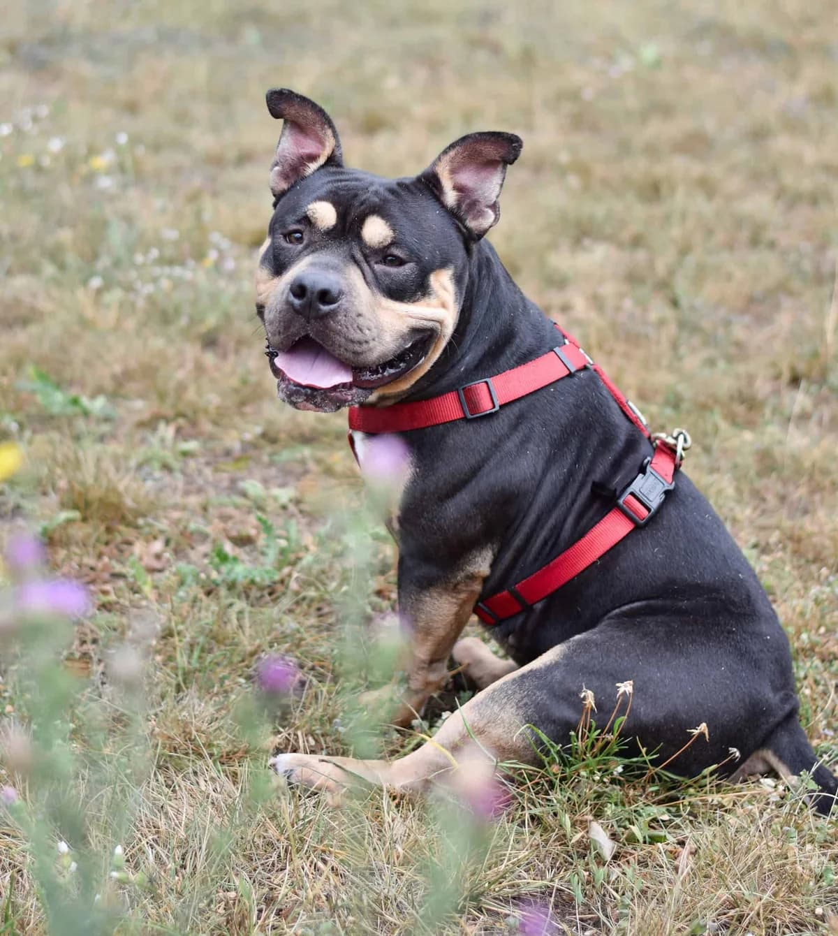 Burli, male Staffordshire Bull Terrier for adoption at TierQuarTier Wien, Vienna — photo 2 of 5