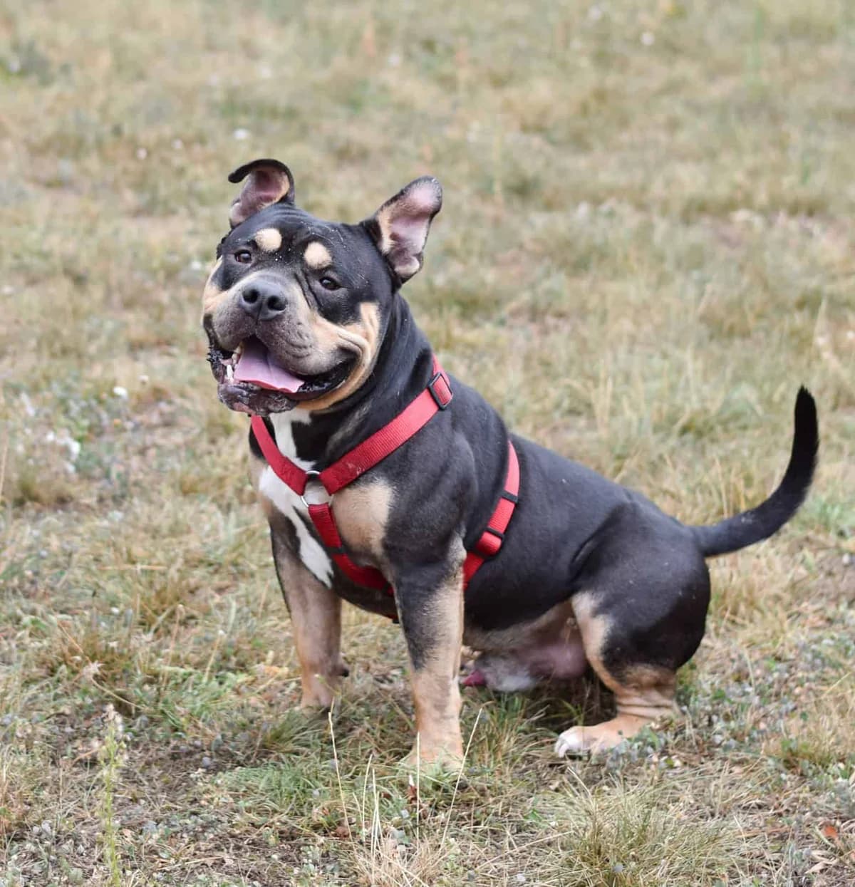 Burli, male Staffordshire Bull Terrier for adoption at TierQuarTier Wien, Vienna — photo 3 of 5