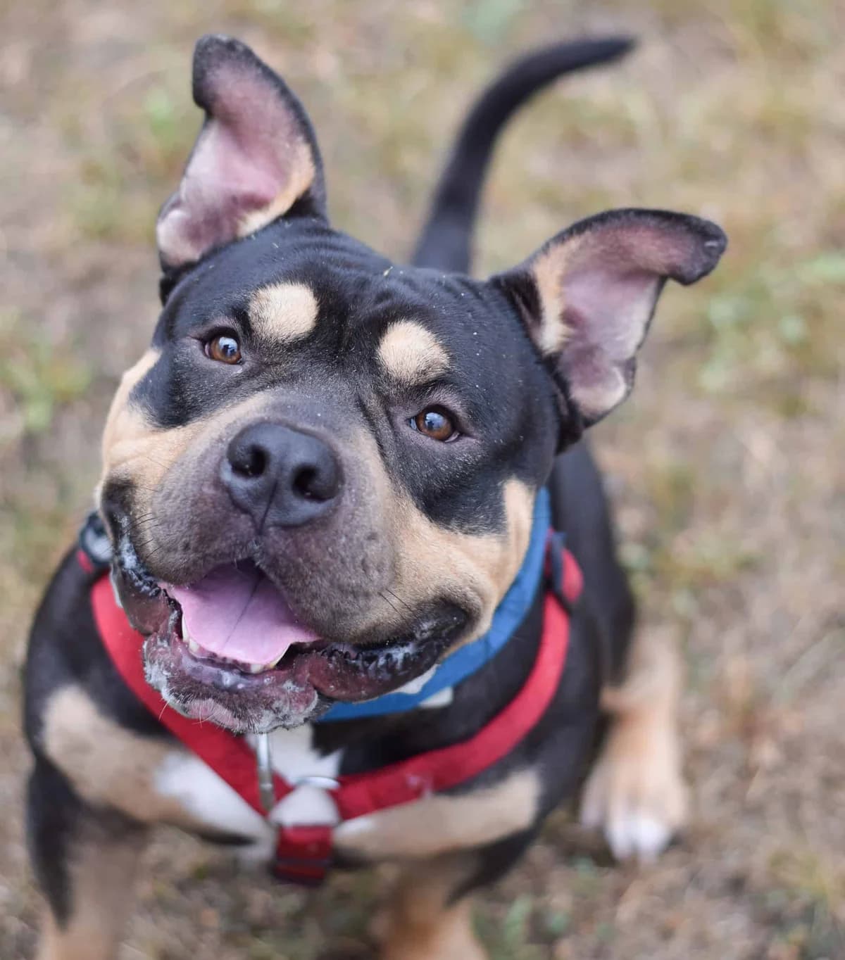 Burli, male Staffordshire Bull Terrier for adoption at TierQuarTier Wien, Vienna — photo 4 of 5