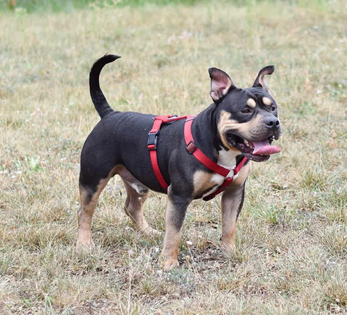 Burli, male Staffordshire Bull Terrier for adoption at TierQuarTier Wien, Vienna — photo 5 of 5