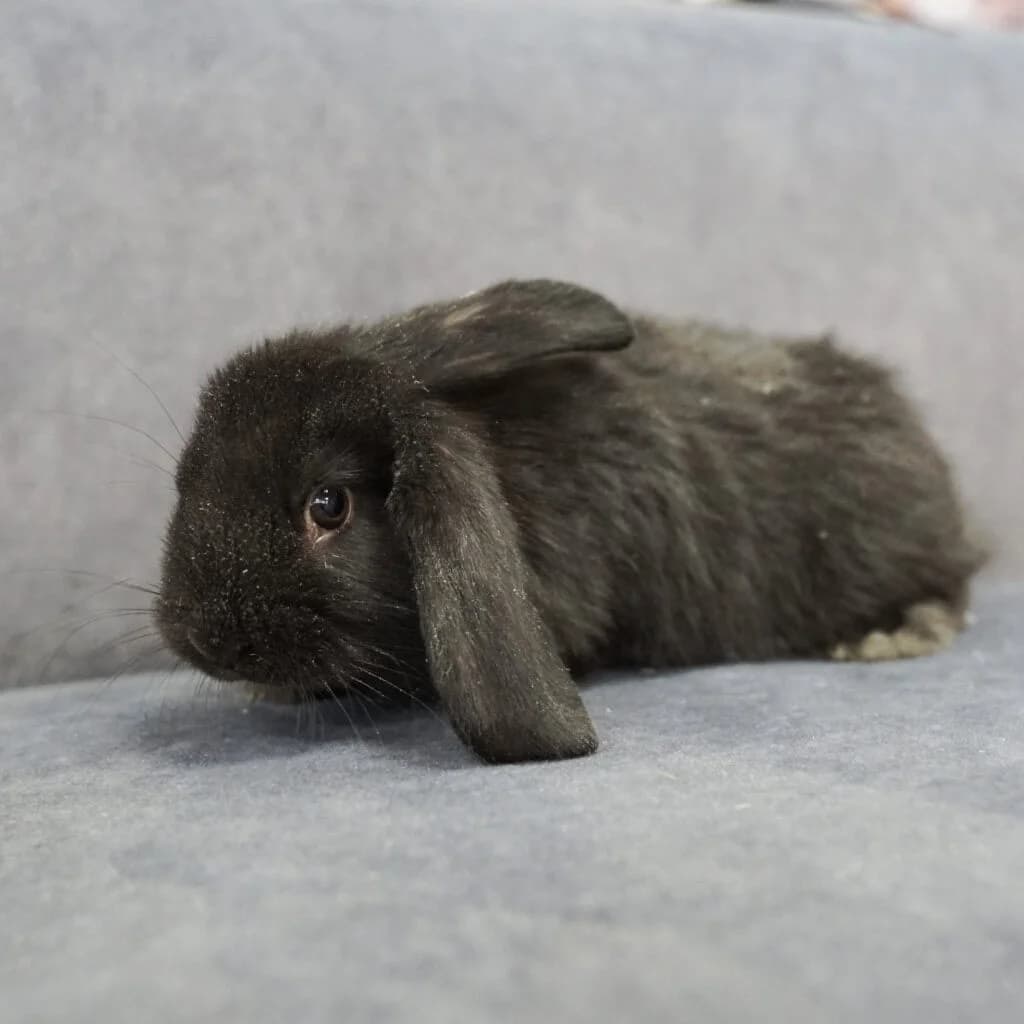 Cecilia,  Mixed Breed for adoption at TierQuarTier Wien, Vienna