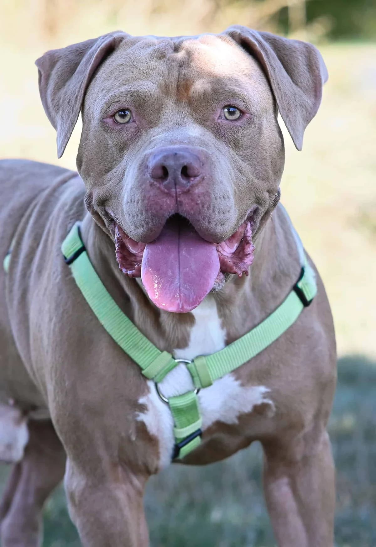 Chapo, American Staffordshire Terrier (TierQuarTier Wien)