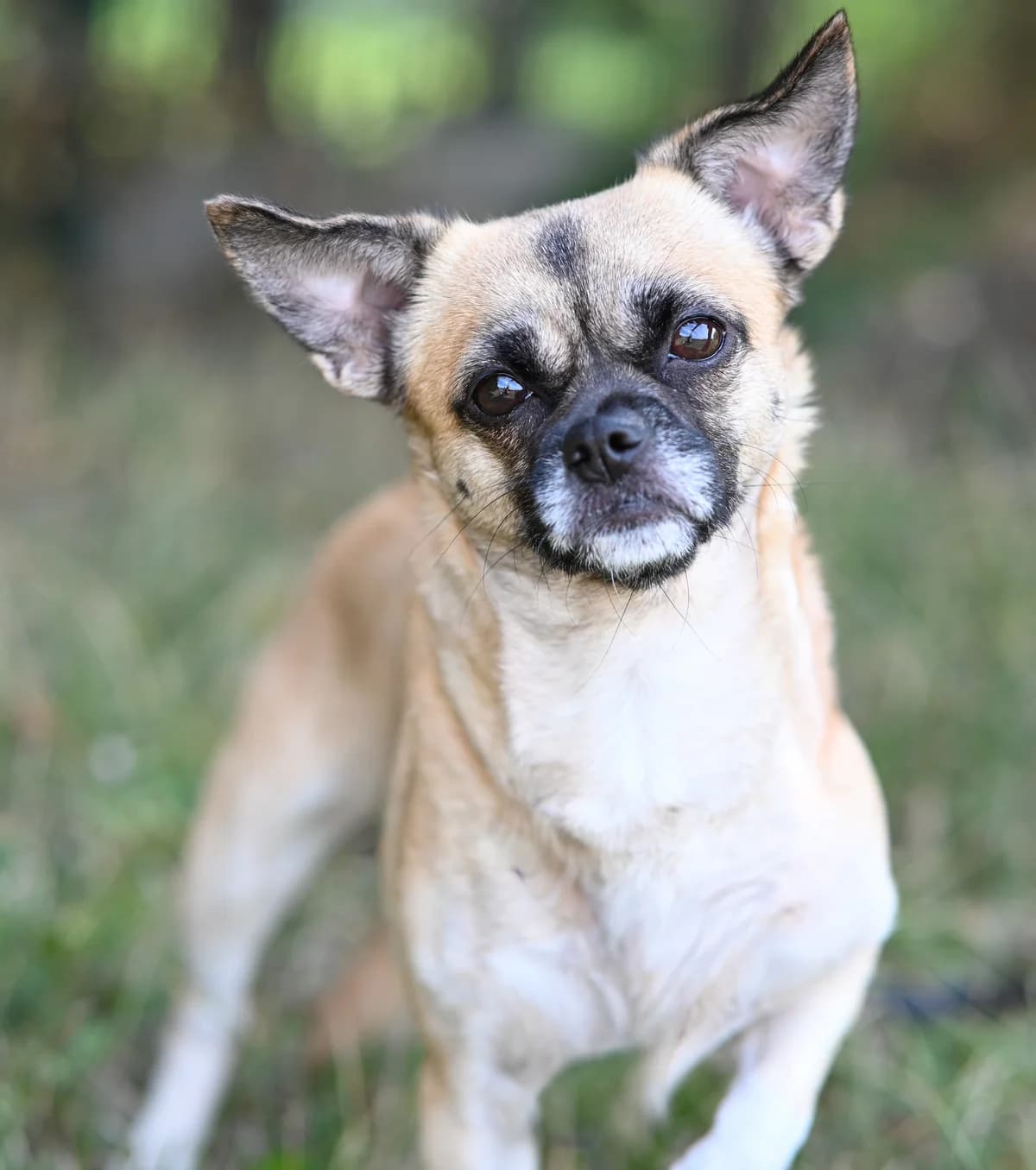 ChiChi, female Chihuahua for adoption at TierQuarTier Wien, Vienna