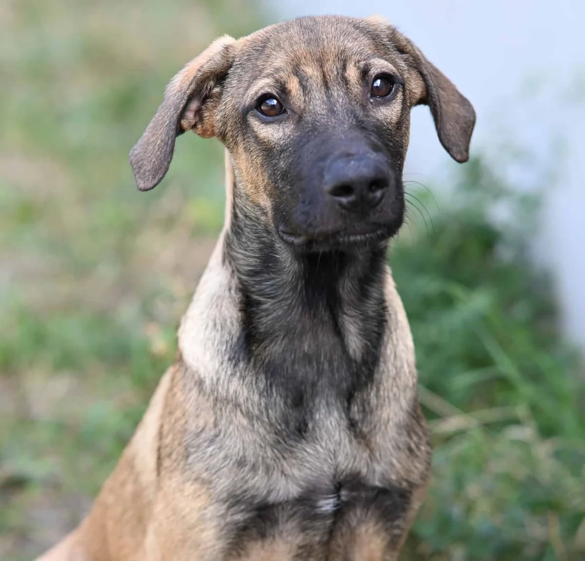 Claudio, male Mixed Breed for adoption at TierQuarTier Wien, Vienna