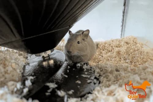 Columbus (und seine 3 Damen),  Mixed Breed for adoption at TierQuarTier Wien, Vienna