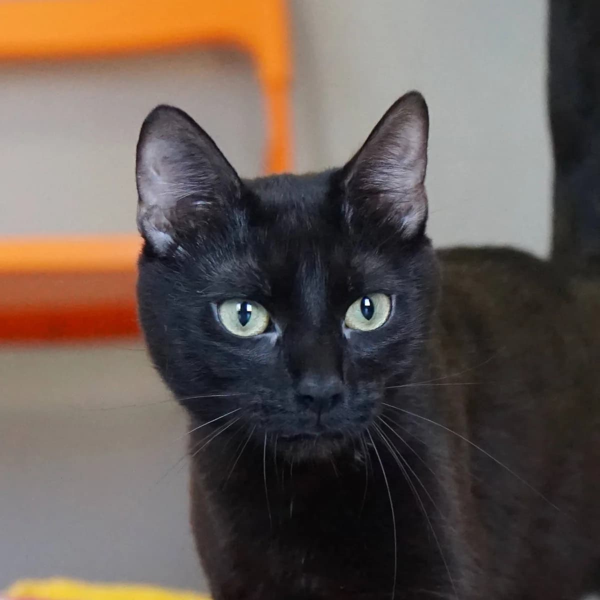 Corvus, male mixed breed for adoption at TierQuarTier Wien, Vienna