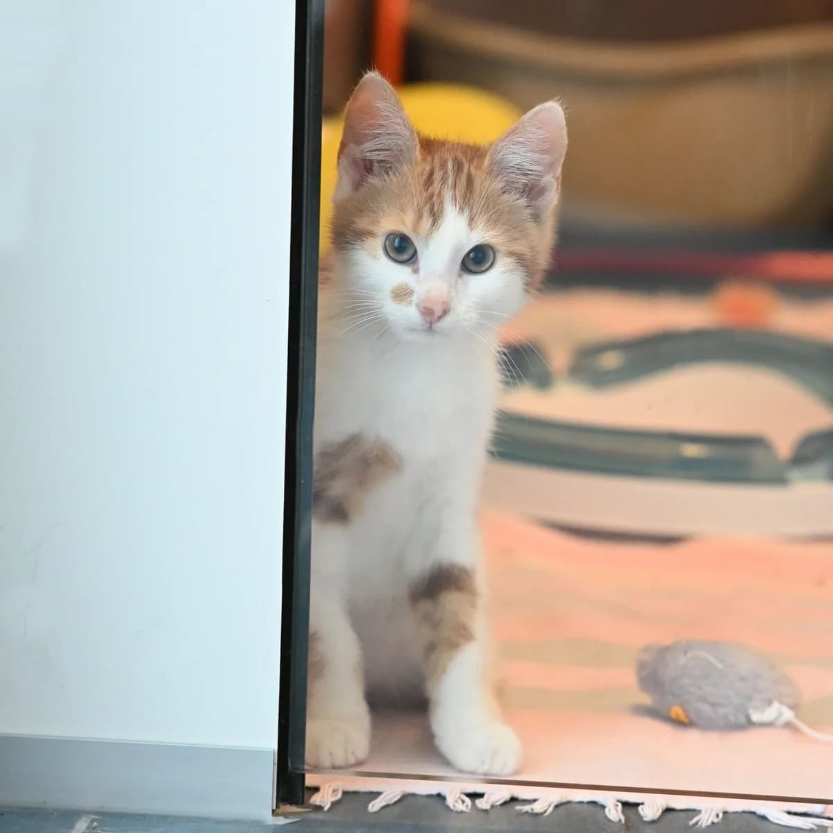 Cosy, male mixed breed for adoption at TierQuarTier Wien, Vienna