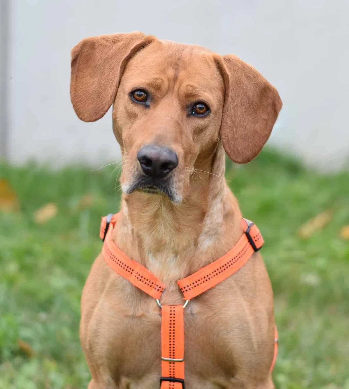 Cowboy, Mixed Breed (TierQuarTier Wien)