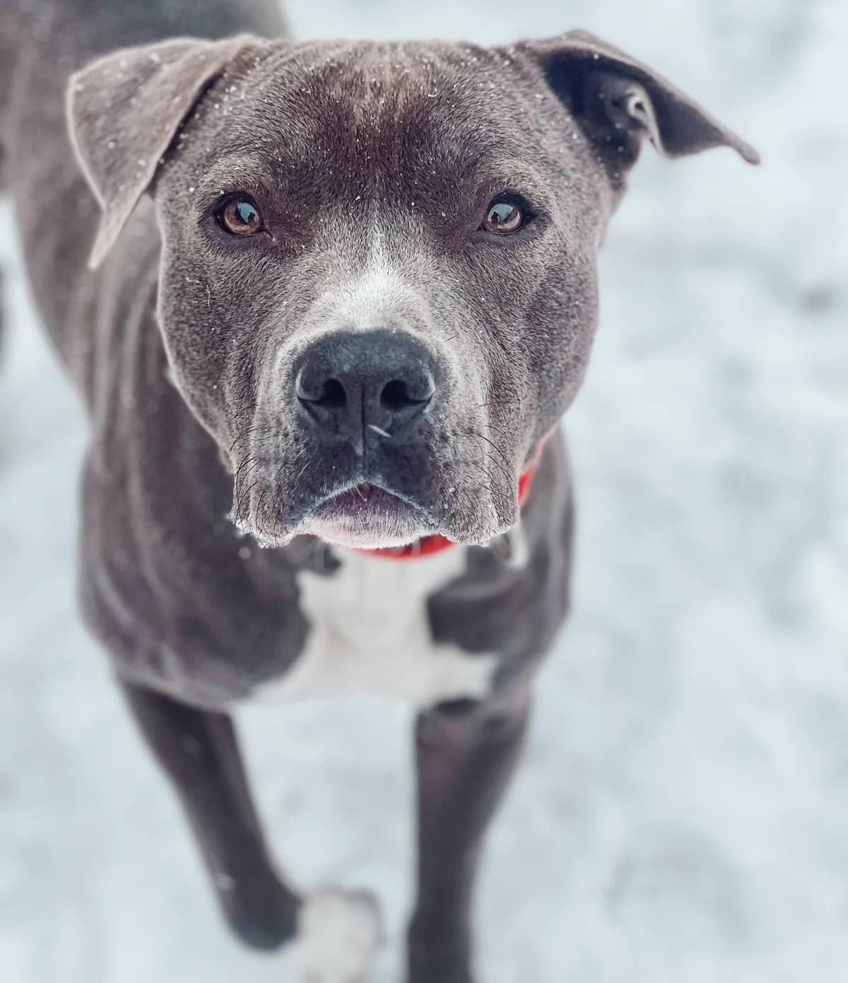 Dino, American Staffordshire Terrier (TierQuarTier Wien)