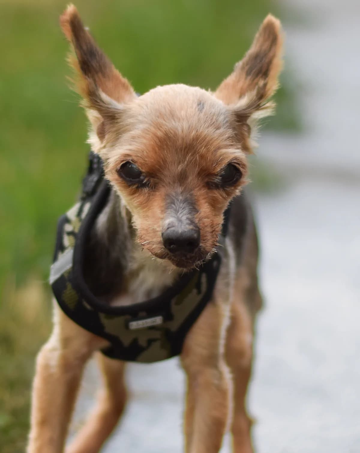 Ditta, female Yorkshire Terrier for adoption at TierQuarTier Wien, Vienna