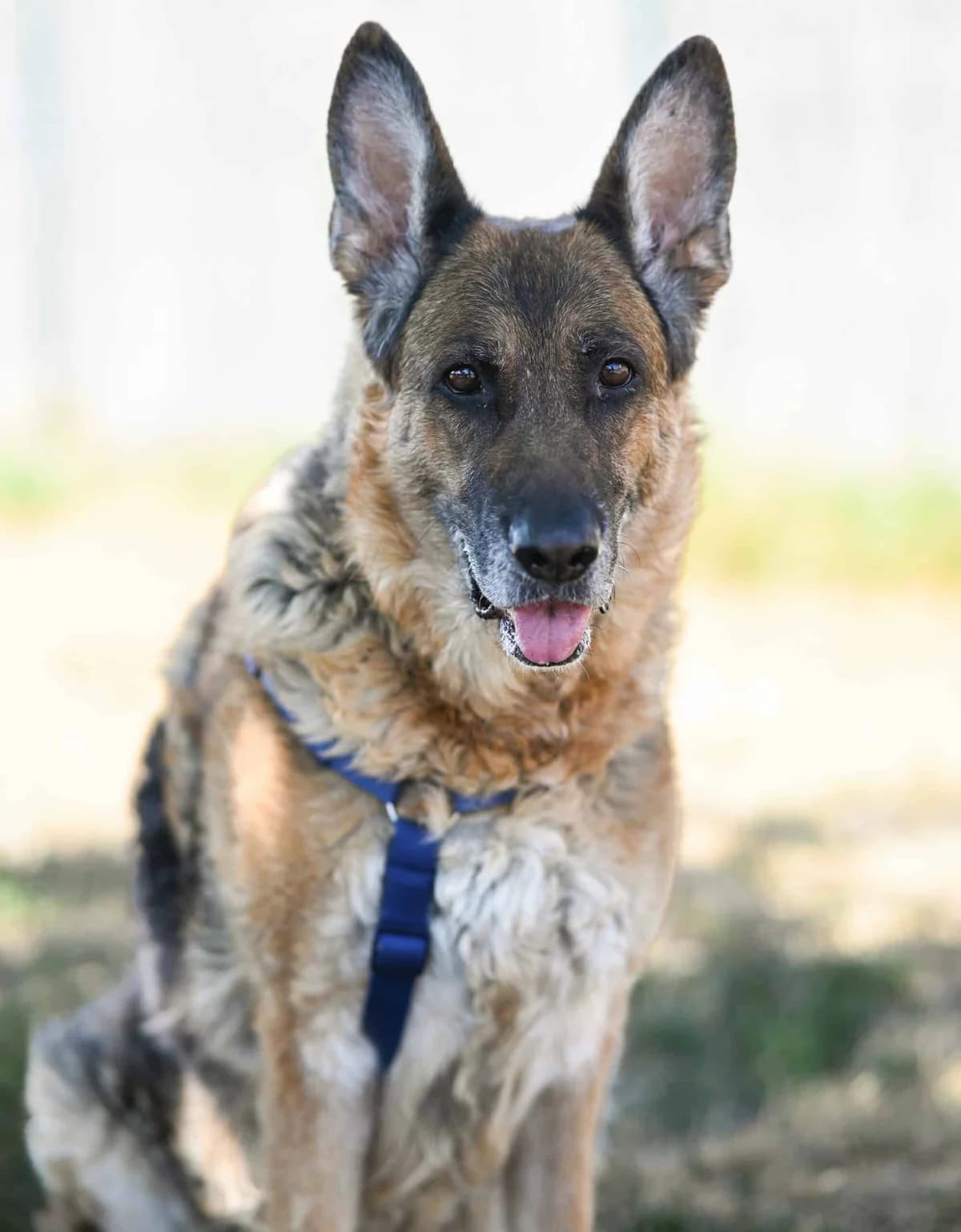 Donner, female German Shepherd for adoption at TierQuarTier Wien, Vienna