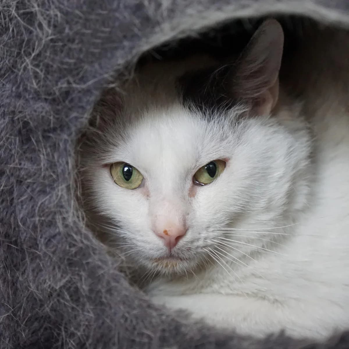 Eduard, male mixed breed for adoption at TierQuarTier Wien, Vienna