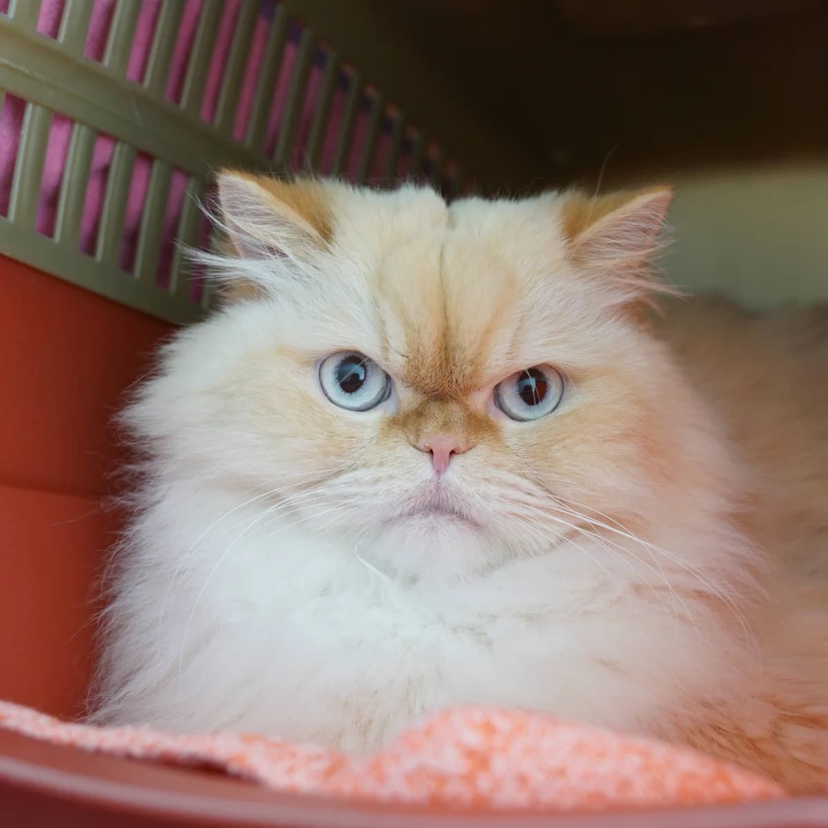 Elton, male Persian for adoption at TierQuarTier Wien, Vienna