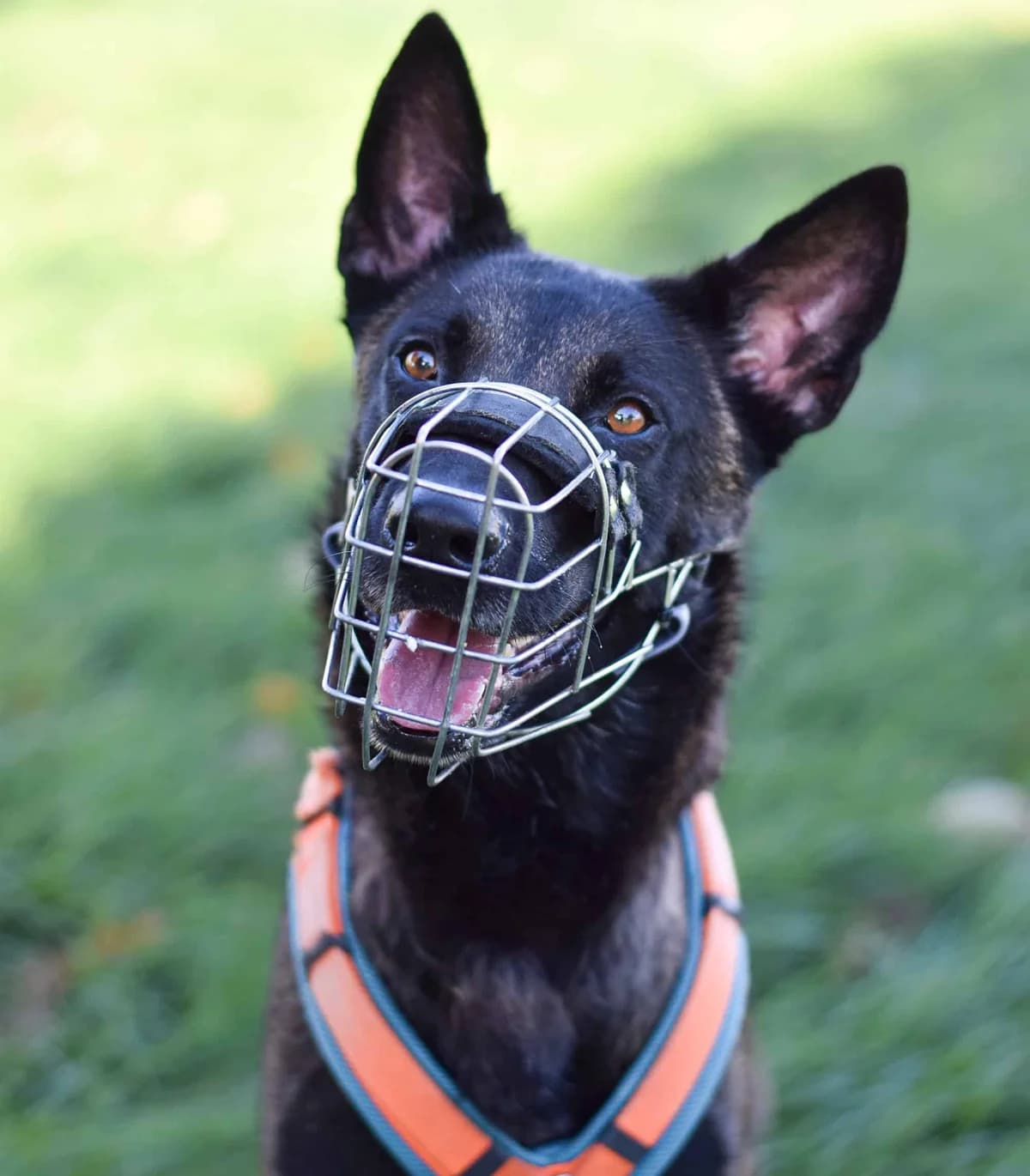 Elu, male Belgian Malinois for adoption at TierQuarTier Wien, Vienna