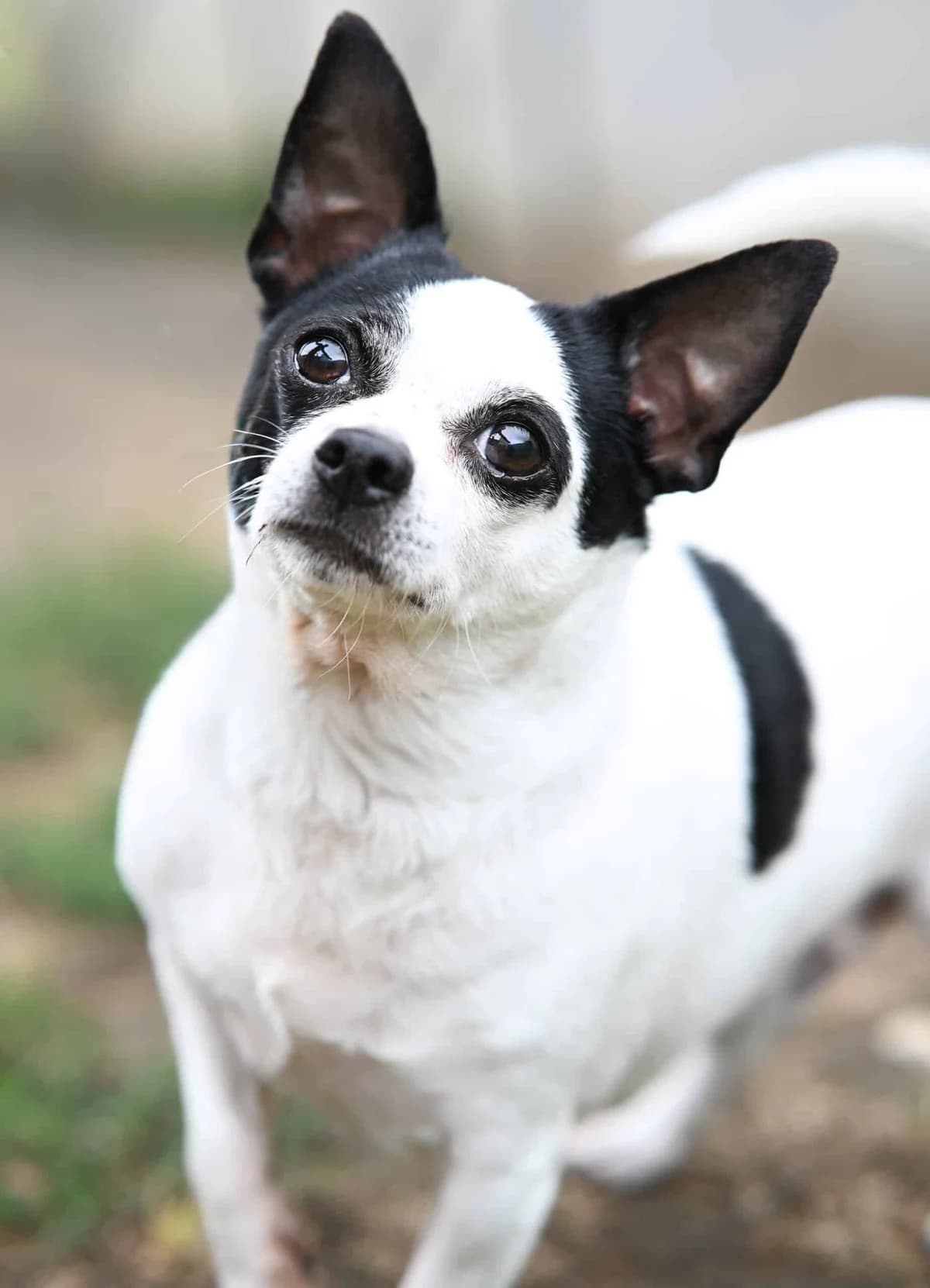 Ernst, male Chihuahua for adoption at TierQuarTier Wien, Vienna