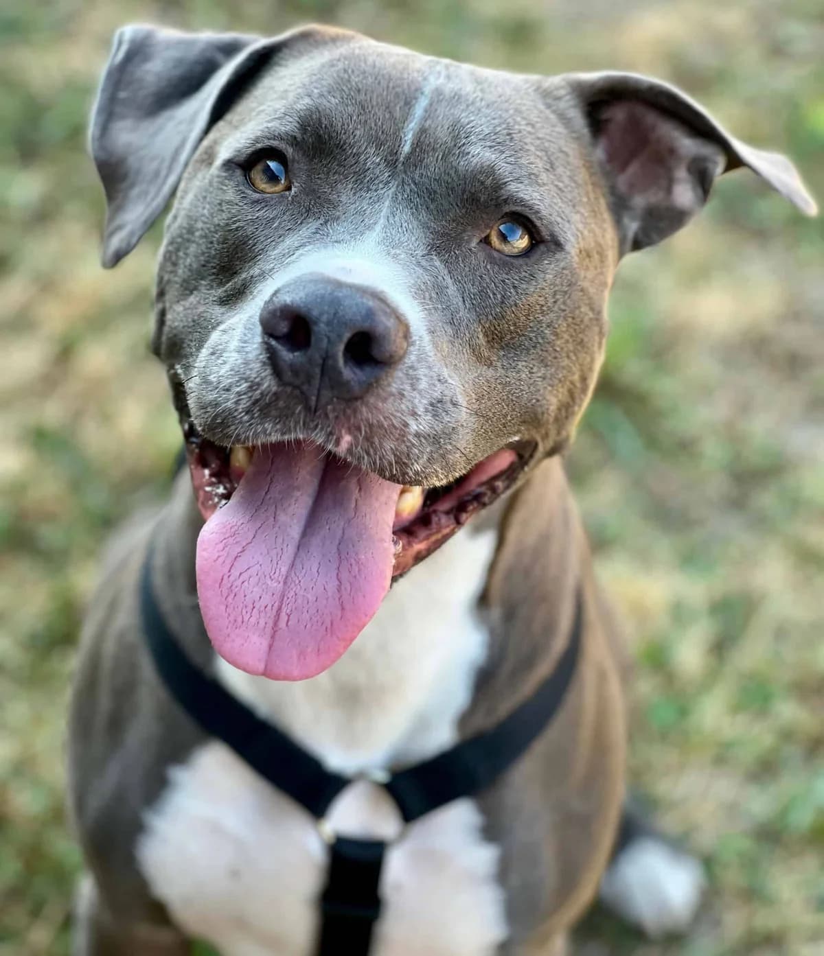 Erwin, American Staffordshire Terrier (TierQuarTier Wien)