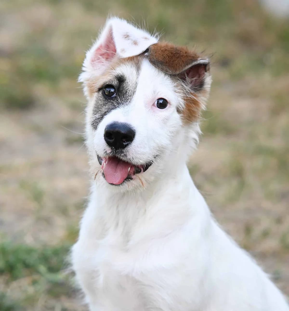 Eule, female Mixed Breed for adoption at TierQuarTier Wien, Vienna